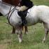 Tennessee Valley Hunt Opening Meet